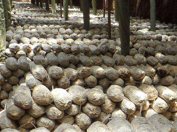 正確判斷菌種的優(yōu)劣必須做到“望、聞、問、切”